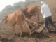लातूरच्या ‘त्या’ शेतकऱ्याची मुख्यमंत्र्यांनी घेतली तातडीने दखल, नांगरणीसाठी बैल उपलब्ध करून दिला
