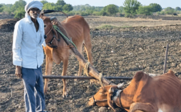 महायुती सरकारकडून शेतकऱ्यांची थट्टा; लातूरच्या शेतकऱ्याला मदत म्हणून दिलेला बैल मरतुकडा… औत चढवताच मान टाकली