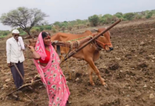 बैलाच्या जागी पत्नीला जुंपून शेतकऱ्याची शेतात मशागत! देवणी तालुक्यातील बोंबळी खुर्द येथील हृदयद्रावक वास्तव; शासनाच्या ‘आर्थिक महासत्ते’च्या गप्पा हवेतच?