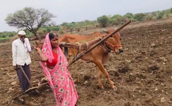 बैलाच्या जागी पत्नीला जुंपून शेतकऱ्याची शेतात मशागत! देवणी तालुक्यातील बोंबळी खुर्द येथील हृदयद्रावक वास्तव; शासनाच्या ‘आर्थिक महासत्ते’च्या गप्पा हवेतच?