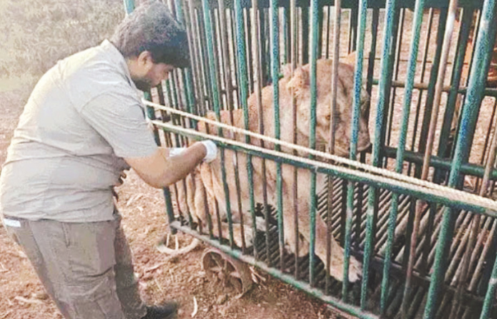 lion