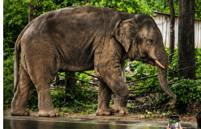 omkar elephant