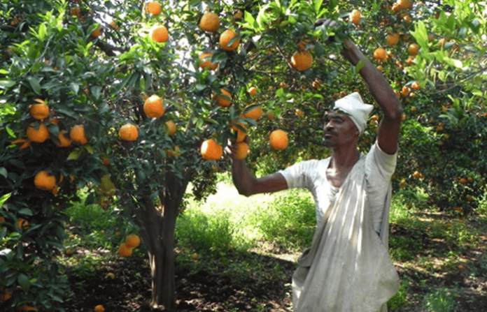 orange farmer