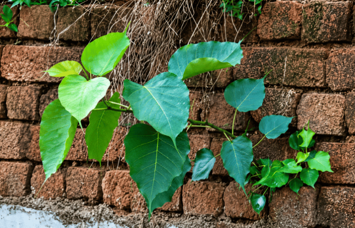 pimpal tree on wall