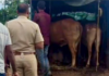 Ratnagiri News – राजापूरात बैल तस्करीचा प्रयत्न उधळला; ग्रामस्थांच्या सतर्कतेने टेम्पोसह पाच बैलांची सुटका