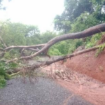 Ratnagiri News – मुसळधार पावसामुळे कोंडये वगडे फाट्यापुढे मुख्य रस्त्यावर झाड कोसळले; वाहतूक विस्कळीत
