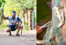 Ratnagiri News – विहिरीवर लावलेल्या जाळीत अडकलेल्या नागाला सर्पमित्राने दिले जीवनदान