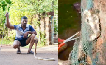Ratnagiri News – विहिरीवर लावलेल्या जाळीत अडकलेल्या नागाला सर्पमित्राने दिले जीवनदान