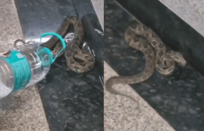 snake (1)
