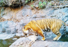 ‘टीयूआय-21’ वाघीण पुन्हा जेरबंद