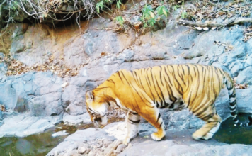 ‘टीयूआय-21’ वाघीण पुन्हा जेरबंद