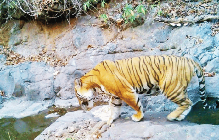 tiger