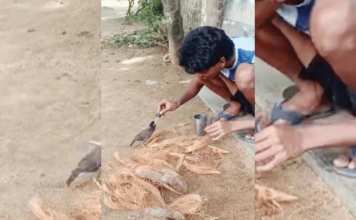 ट्रेंड – मैना आणि तरुणाच्या मैत्रीने जिंकले मन!
