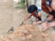 ट्रेंड – मैना आणि तरुणाच्या मैत्रीने जिंकले मन!