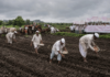 Yavatmal News – खडकीत प्रतिबंधित HTBT कापूस बियाण्याची लागवड; शेतकरी संघटनेचा सविनय कायदेभंग
