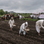Yavatmal News – खडकीत प्रतिबंधित HTBT कापूस बियाण्याची लागवड; शेतकरी संघटनेचा सविनय कायदेभंग