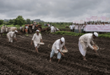Yavatmal News – खडकीत प्रतिबंधित HTBT कापूस बियाण्याची लागवड; शेतकरी संघटनेचा सविनय कायदेभंग