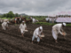 Yavatmal News – खडकीत प्रतिबंधित HTBT कापूस बियाण्याची लागवड; शेतकरी संघटनेचा सविनय कायदेभंग