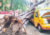 झाड कोसळून झालेला मृत्यू हा ‘प्रशासकीय खून’, अधिकाऱ्यांवर सदोष मनुष्यवधाचा गुन्हा दाखल करा, शिवसेनेची मागणी