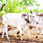मराठवाड्याला पावसाची प्रतीक्षा; केवळ 49 टक्के पेरणी