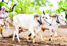 मराठवाड्याला पावसाची प्रतीक्षा; केवळ 49 टक्के पेरणी