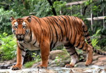 देशातील 58 पैकी 38 व्याघ्र प्रकल्प संकटात, केंद्र सरकारचा दावा ठरला खोटा; नऊ प्रकल्पांत तर वाघच नाहीत