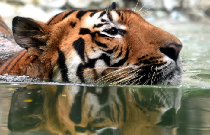 Jay Tiger