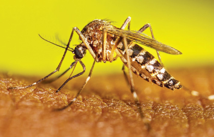 Mosquito