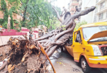 सावधान… डोक्यावर धोका आहे; मुंबईच्या पावसात 900 झाडे कोसळली