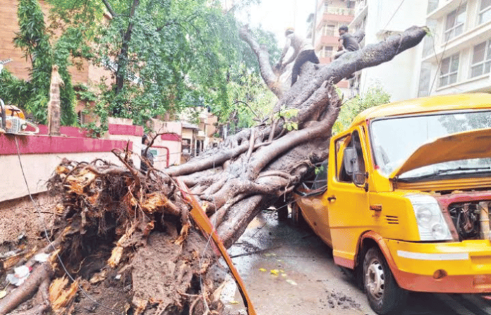Mumbai tree fall