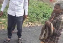 Nanded News – 60 वर्षांच्या सुशीलाबाई वाघमारेंचं धाडस, सर्पदंशानंतर सापाला धरून रुग्णालय गाठलं