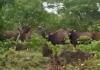 Ratnagiri News – मांजरे परिसरात गवा रेड्यांचा धुमाकूळ; गव्यांच्या कळपामुळे शेती, बागायतींचे नुकसान
