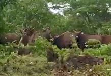 Ratnagiri News – मांजरे परिसरात गवा रेड्यांचा धुमाकूळ; गव्यांच्या कळपामुळे शेती, बागायतींचे नुकसान
