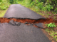 Ratnagiri News – मंडणगड-शेवरे दरम्यान रस्त्यावर मोठमोठ्या भेगा, सर्व प्रकारची वाहतूक ठप्प; विद्यार्थ्यांसह नागरिकांचे हाल