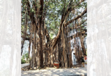 एक तरी वडाचे झाड लावा, सुशीलादेवी सोशल वेल्फेअर फाउंडेशनचे आवाहन