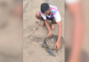 Ratnagiri News – आंहुवाडी किनारऱ्यावर कासवाला जीवदान