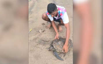Ratnagiri News – आंहुवाडी किनारऱ्यावर कासवाला जीवदान