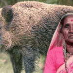 रानडुकराच्या हल्ल्यात महिलेचा मृत्यू