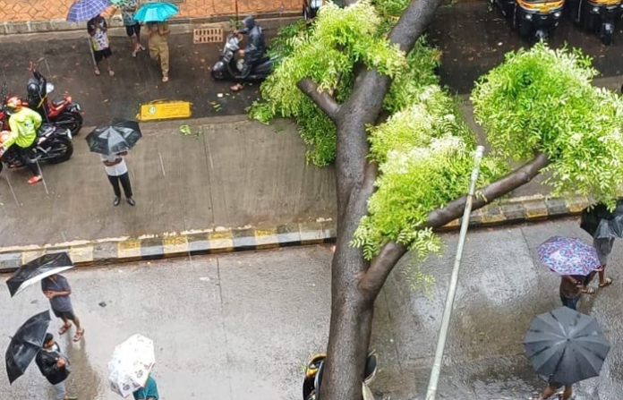 andheri tree fall