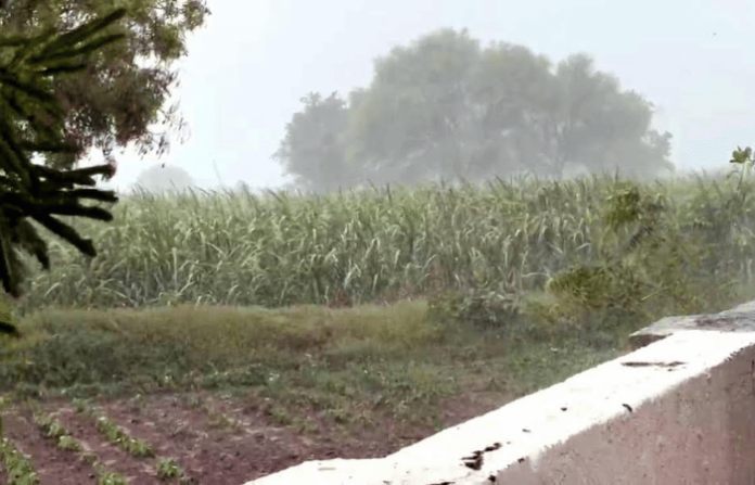 beed rain