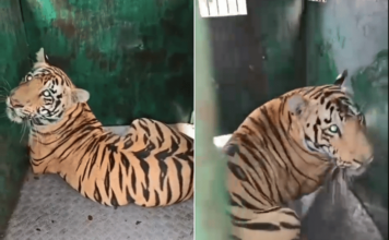Chandrapur news – ताडोबाच्या बफर क्षेत्रात शेतकऱ्याचा बळी घेणारा वाघ जेरबंद, नागरिकांनी सोडला सुटकेचा निःश्वास