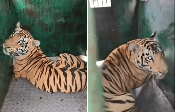 chandrapur tiger news