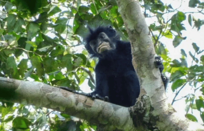 colobus monkey