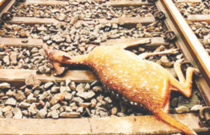 deer