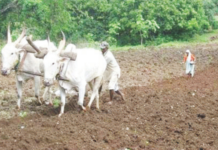 मराठवाड्याला पावसाची प्रतीक्षाच, शेतीची कामे खोळंबली