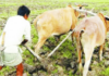 शेतकऱ्यांच्या कर्जमाफीवर शिक्कामोर्तब