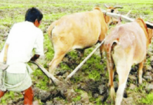 शेतकऱ्यांच्या कर्जमाफीवर शिक्कामोर्तब