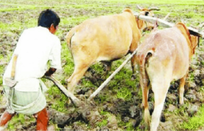 farmer