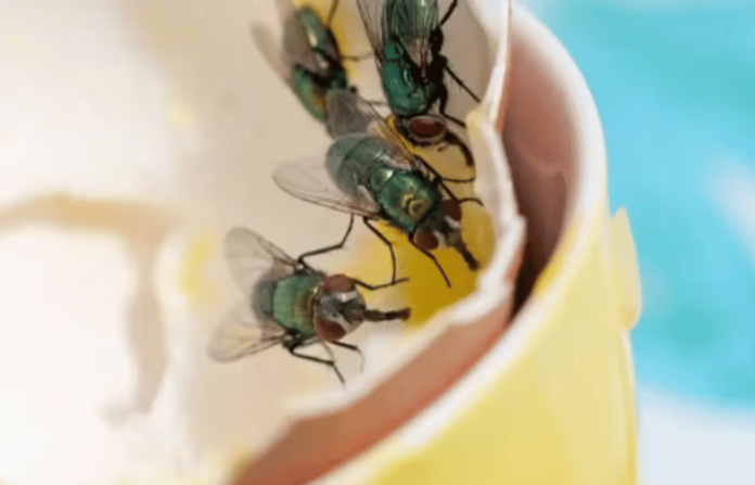 flies