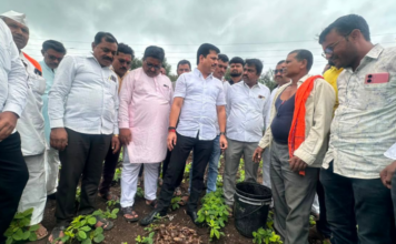 गोगलगाईच्या प्रादुर्भावामुळे सोयाबीनचे मोठे नुकसान, पंचनाम्यांची कैलास पाटील यांची मागणी; पाहणी दौऱ्यातूनच कृषिमंत्र्यांना थेट फोन